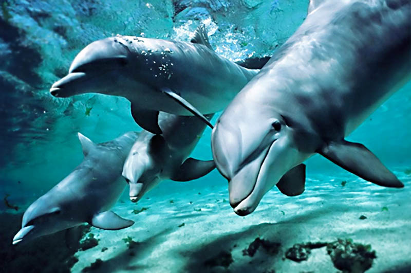 Dolphin House bei Hurghada – Schwimmen mit wilden Delfinen