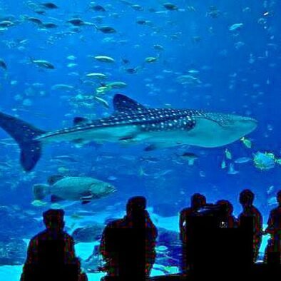 Excursie naar Groot aquarium in Hurghada