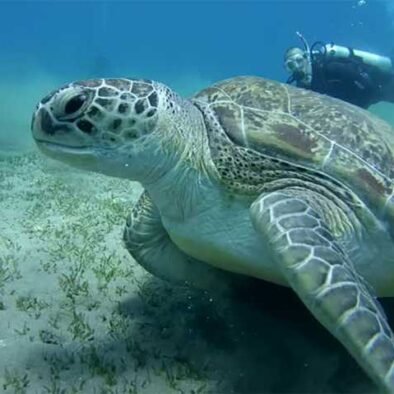 Excursie naar Abu Dabbab - het huis van de schildpadden