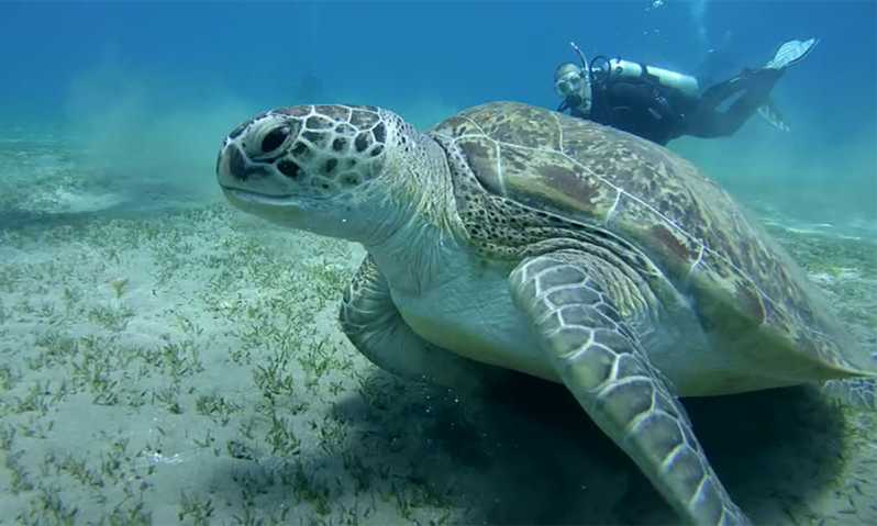 Abu Dabbab Strand bei Marsa Alam, Lebensraum von Schildkröten und Seekühen