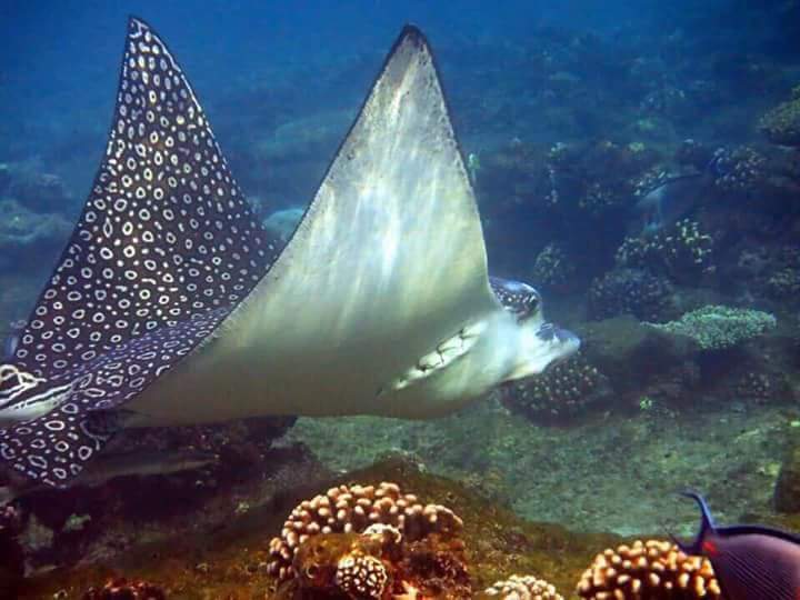 Sharm El Luli Strand bei Marsa Alam mit türkisfarbenem Wasser